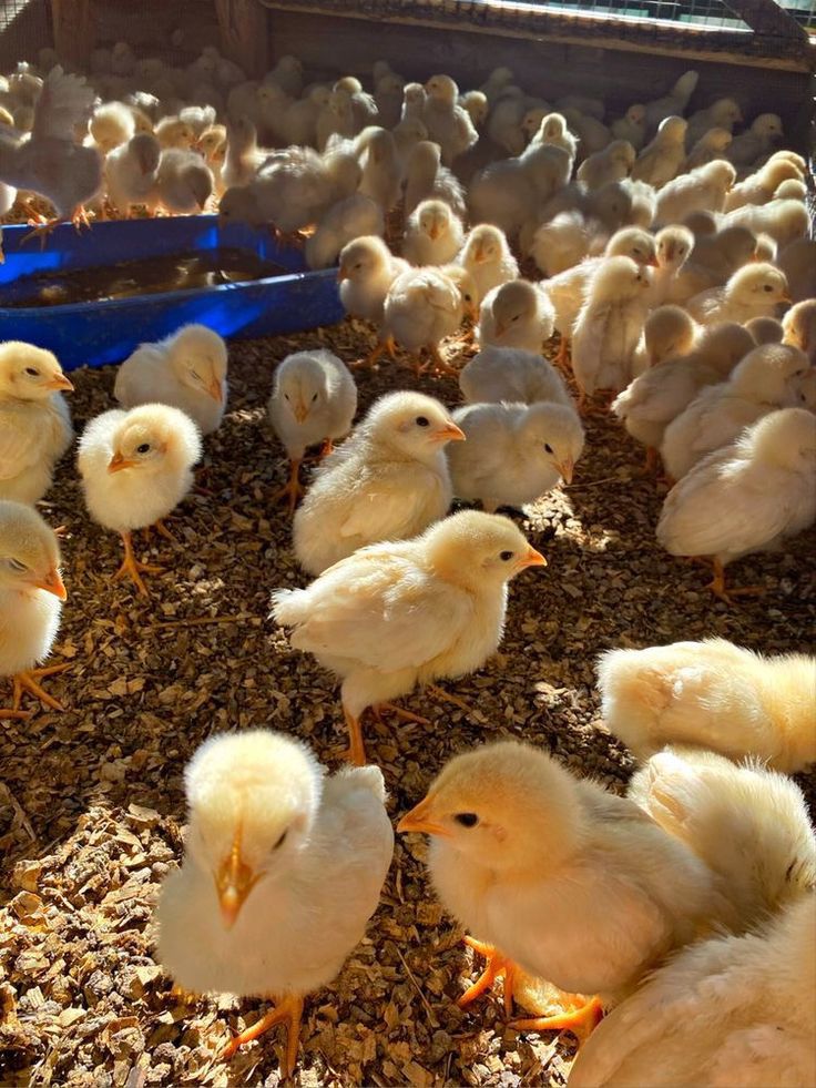 ۶۳- ابخوری و تامین اب جوجه ها و مرغ های بومی