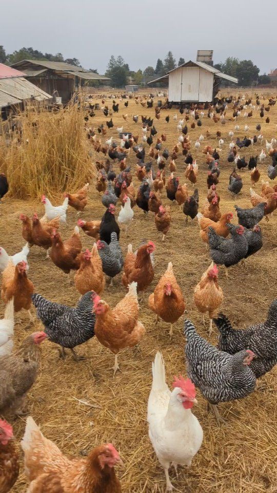 ❓ علت هم نوع خواری در مزارع پرورش طیور چیست؟