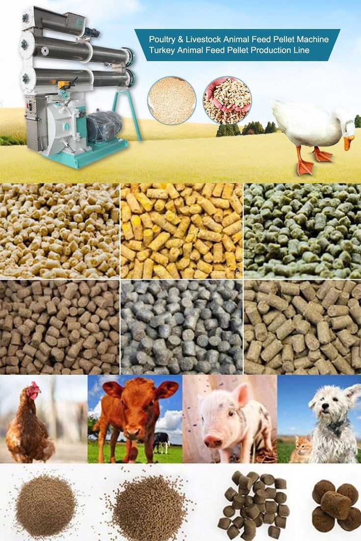 ❓ جیره عادت چیست و چگونه باید طیور را به جیره جدید عادت دهیم؟