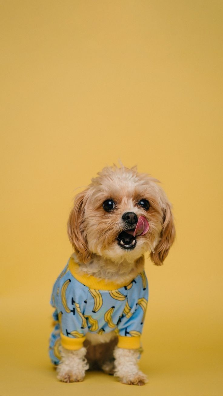 🐶 ۱۷- دندان در اوردن توله های سگ