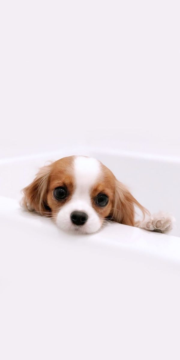 🐶 ۱۶- مقدار غذای لازم برای توله های سگ چقدر است؟