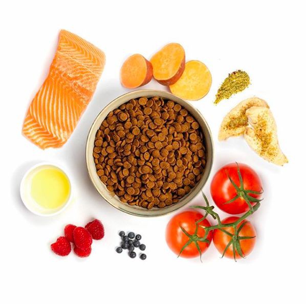 ❓ جایگزین غذای خشک سگ چیست؟