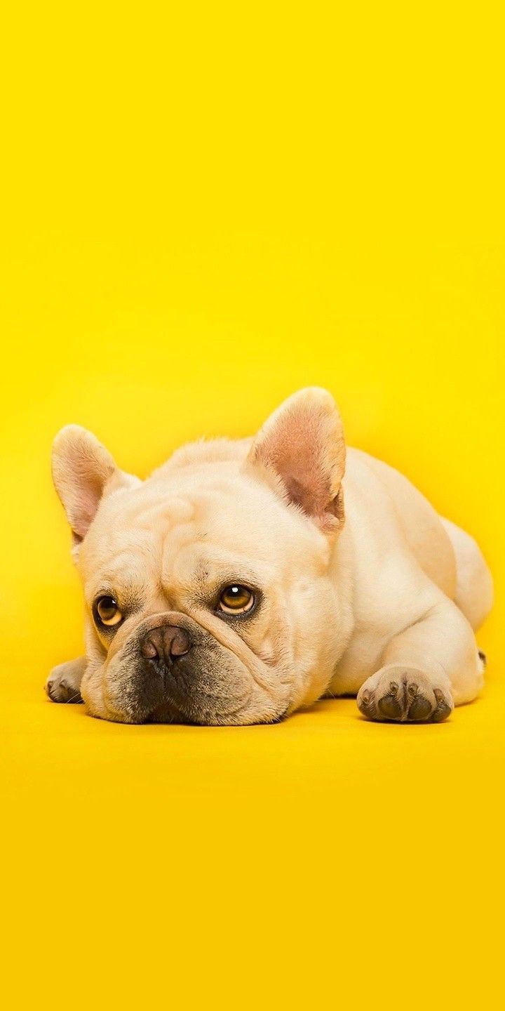 ❓ غذای خشک سگ را چگونه به سگ بدهیم؟