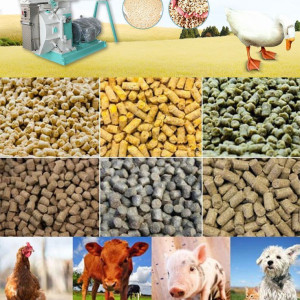 ❓ جیره عادت چیست و چگونه باید طیور را به جیره جدید عادت دهیم؟