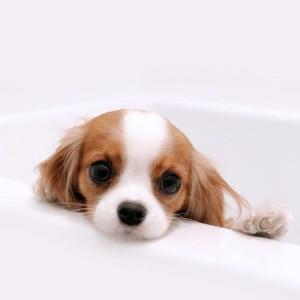 🐶 ۱۶- مقدار غذای لازم برای توله های سگ چقدر است؟