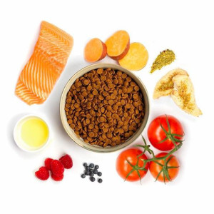 ❓ جایگزین غذای خشک سگ چیست؟