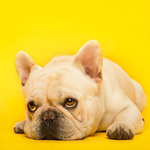 ❓ غذای خشک سگ را چگونه به سگ بدهیم؟