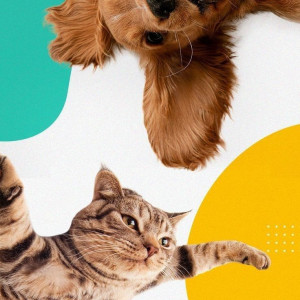 ❓ ایا غذای خشک سگ برای گربه مناسب است؟